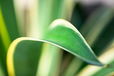 《火焰纹章：Engage》大小约15GB 现已开启兑换码预售